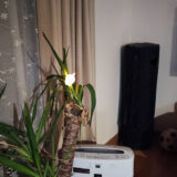 ちいかわ ライト クリップ　ガチャ