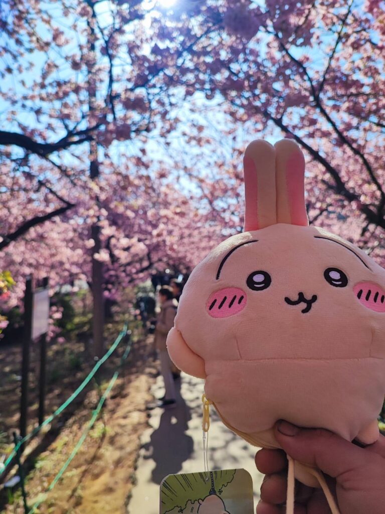 河津桜とちいかわ うさぎ