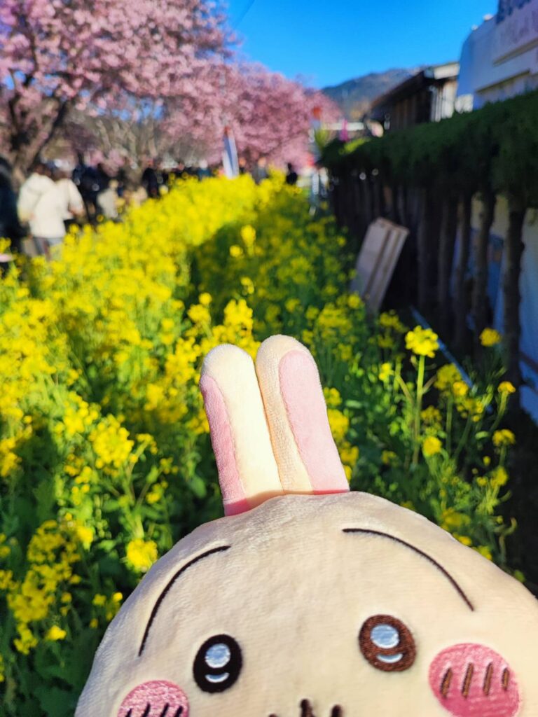 菜の花とうさぎ