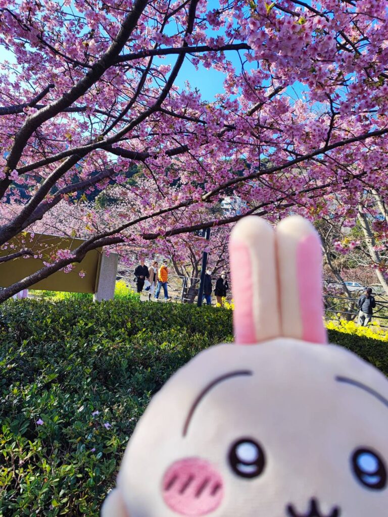 うさぎさんと河津桜