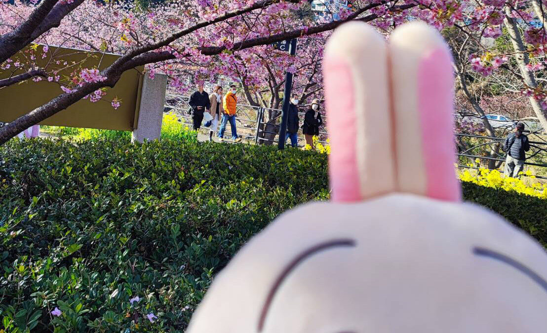 うさぎさんと河津桜まつり！年々人増えてるような・・・